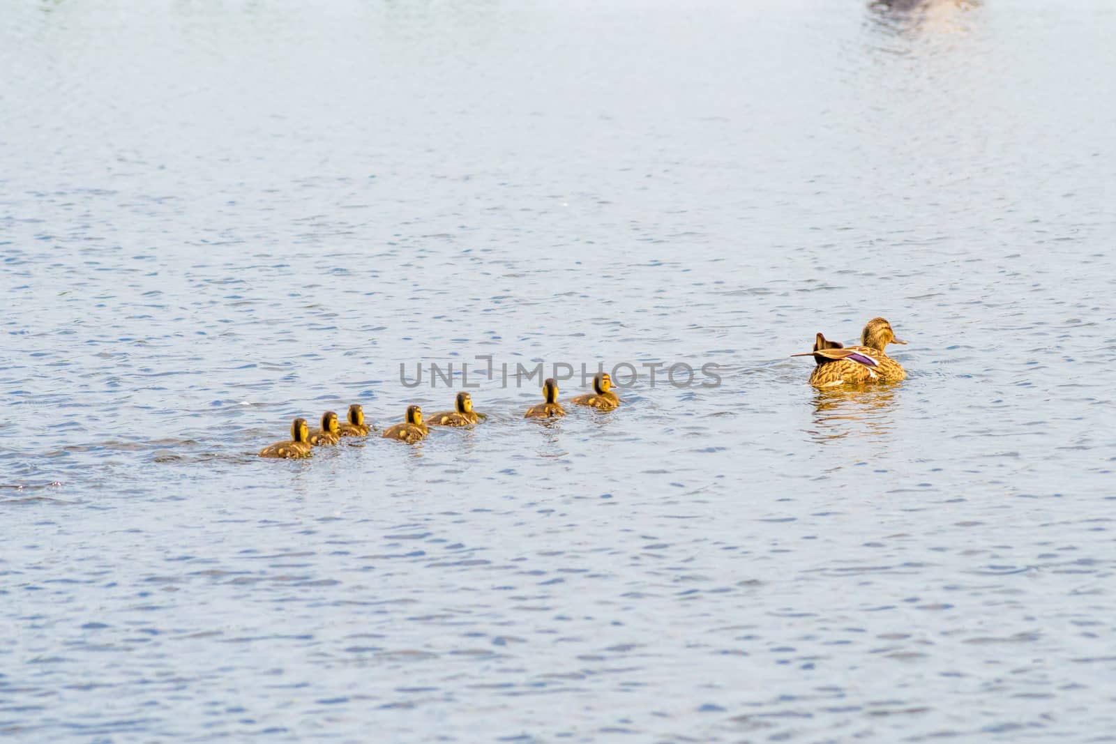 Female Duck and Ducklings on the River by MaxalTamor