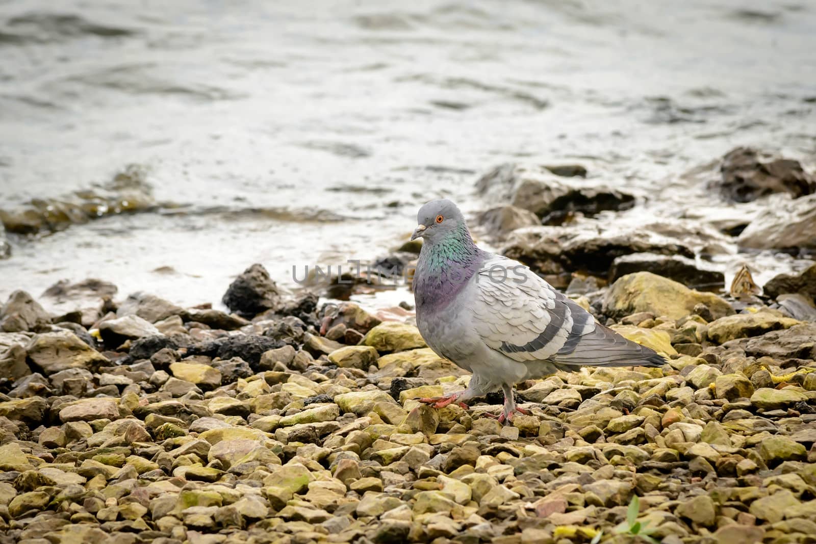 A gray pigeon stands on the stones close to the Dnieper river in Kiev the capital of Ukraine