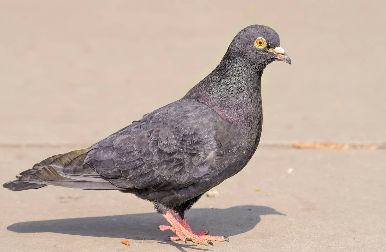 A gray pigeon is walking on the pathway in the park