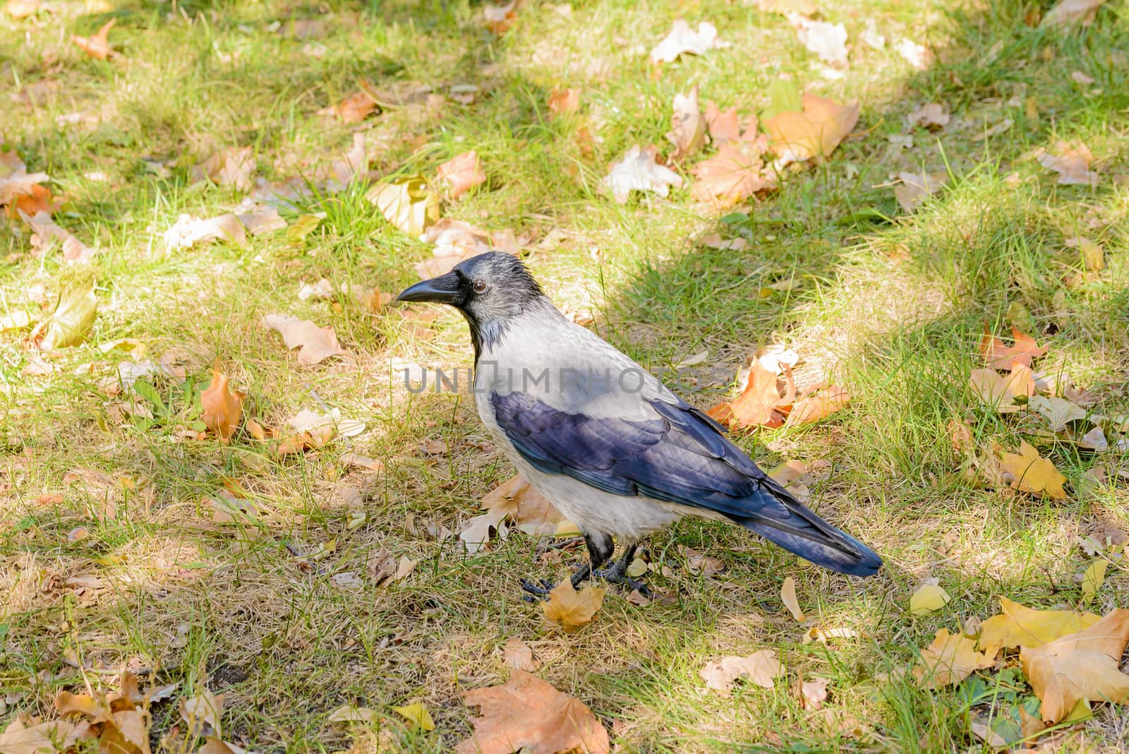 A hooded crow walks on the grass with autumn leaves and is watches around him