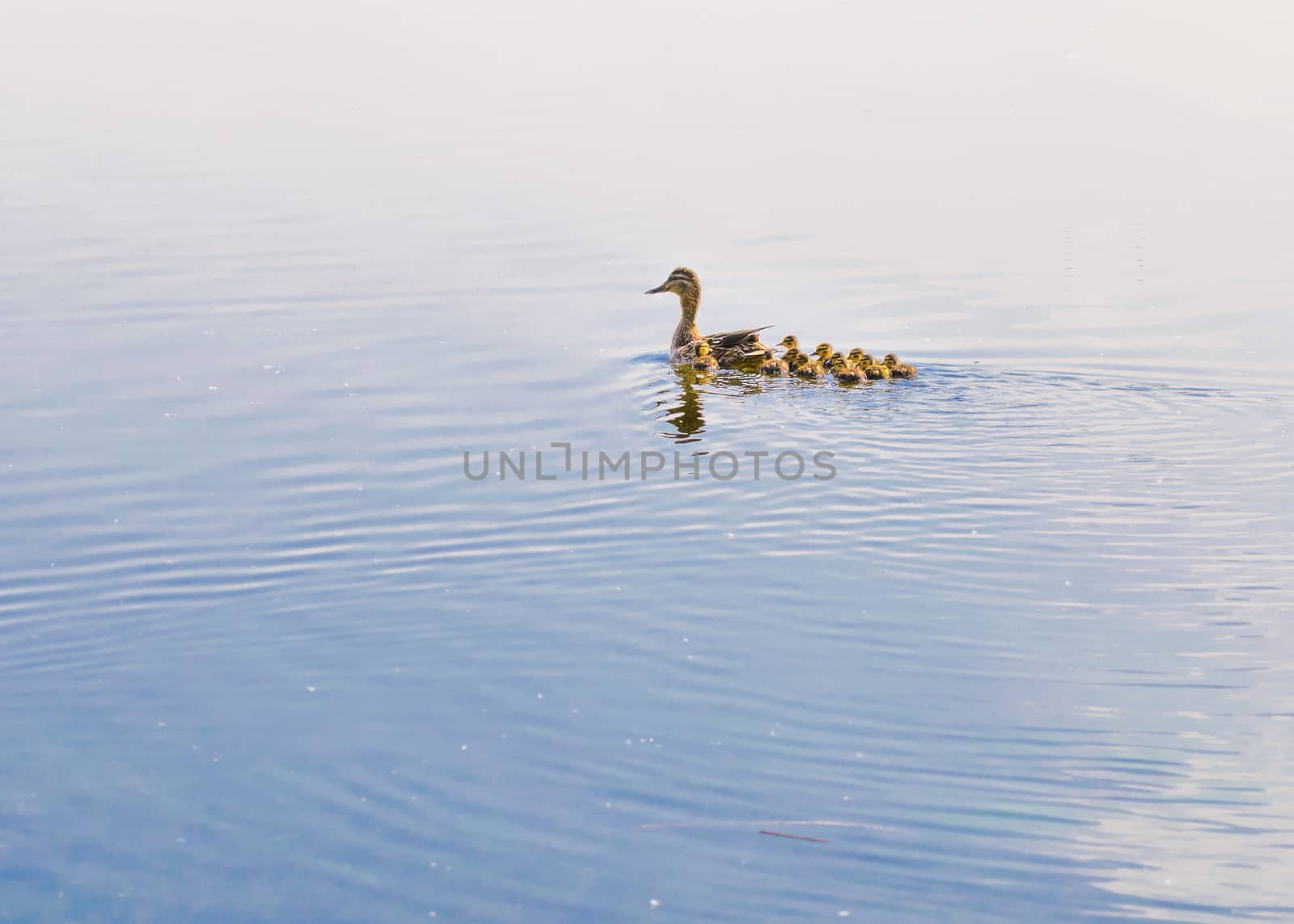 An adult female duck is swimming on the Dnieper river followed by her duckling family