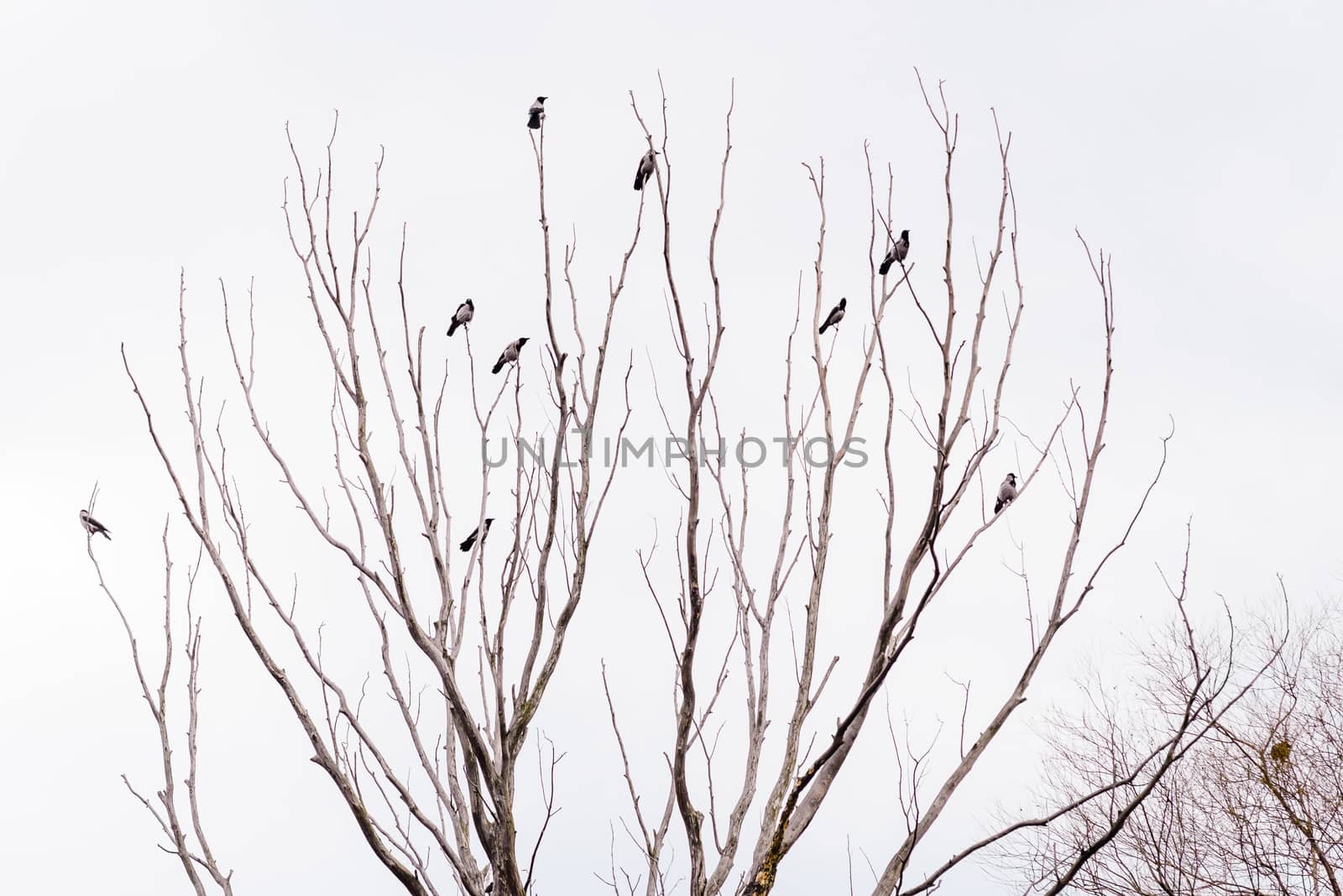 Hooded crows perched on the top of tree branches are waiting to take flight during a gray winter day