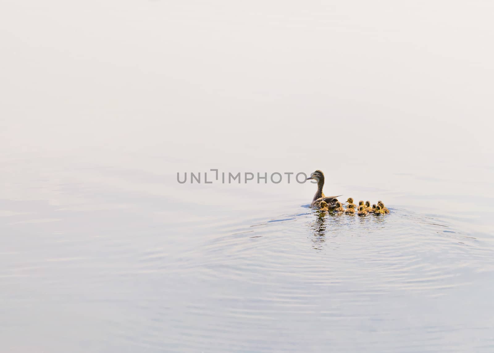 An adult female duck is swimming on the Dnieper river followed by her duckling family
