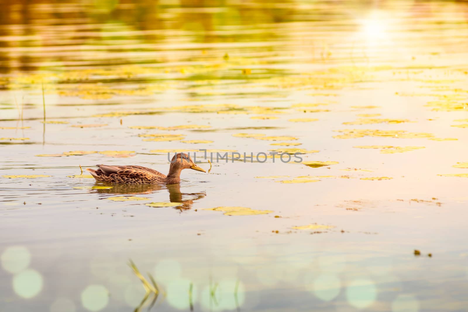 A female duck is swimming in the golden waters of the Dnieper river at dawn in Kiev