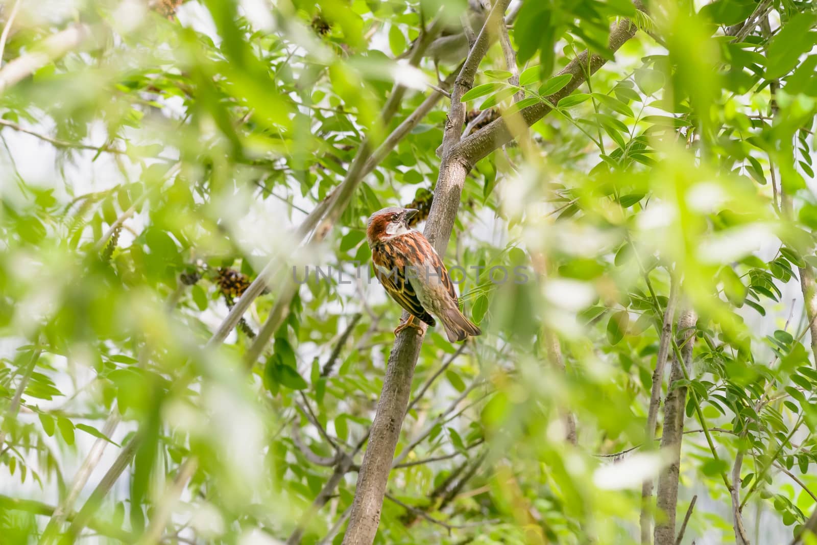 A sparrow perched on an acacia branch under the warm spring sun