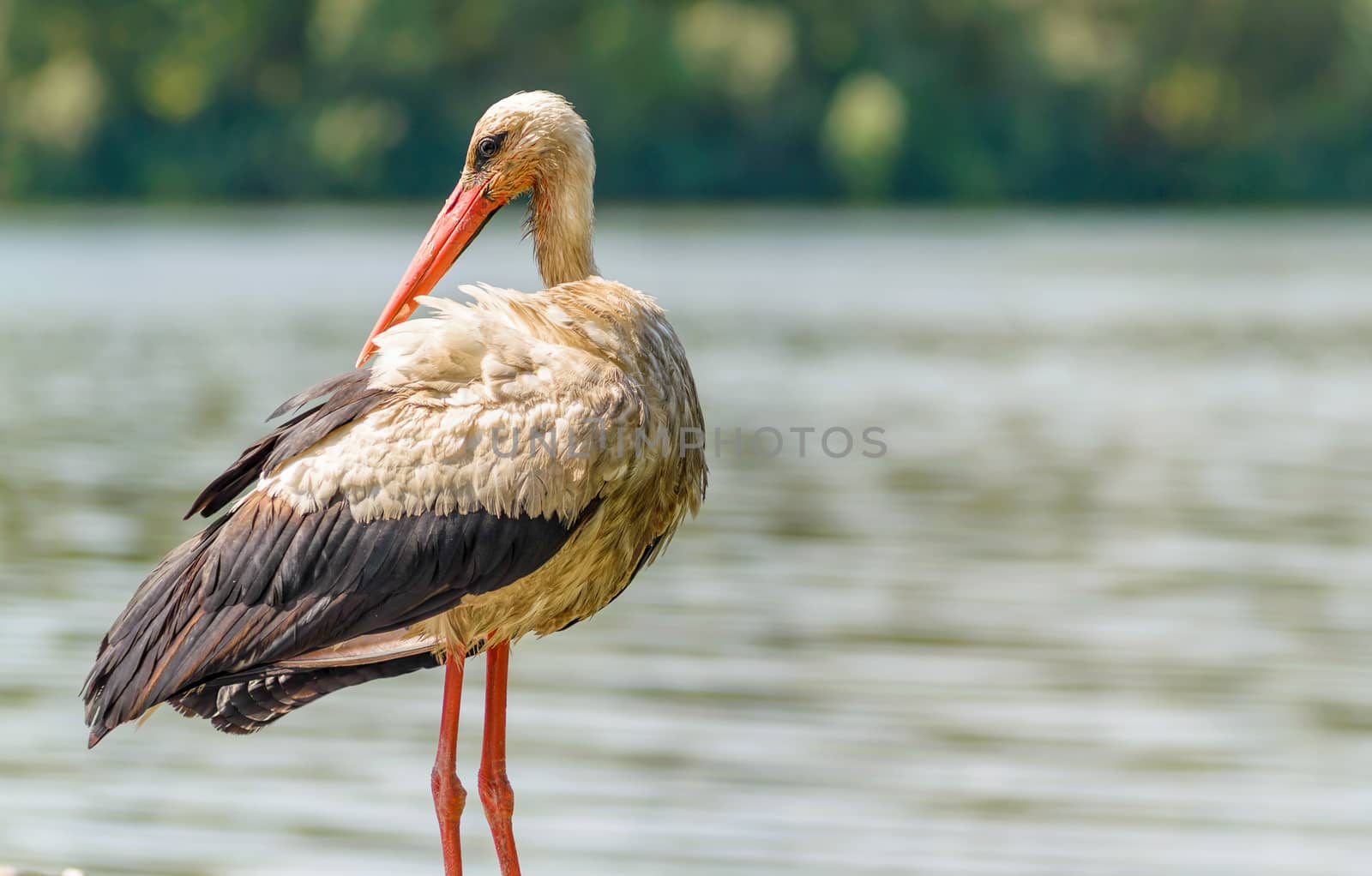 Stork Near the River by MaxalTamor