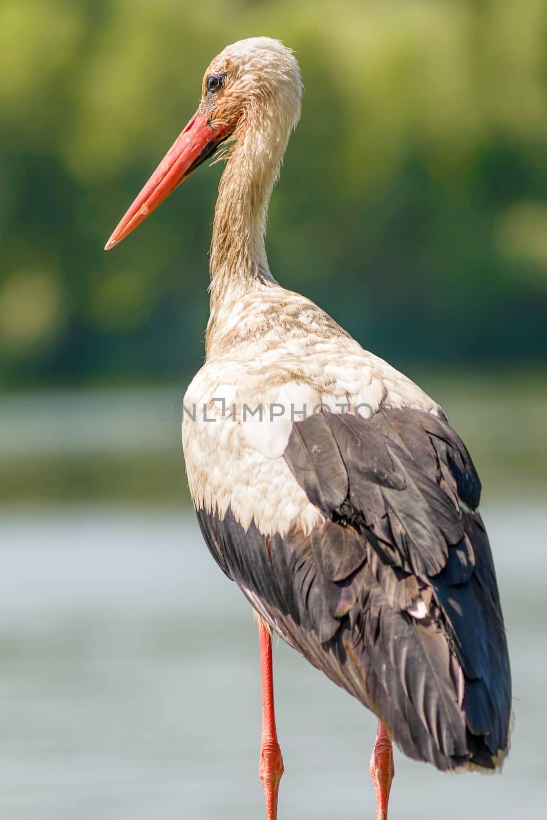 Stork Close to the River by MaxalTamor