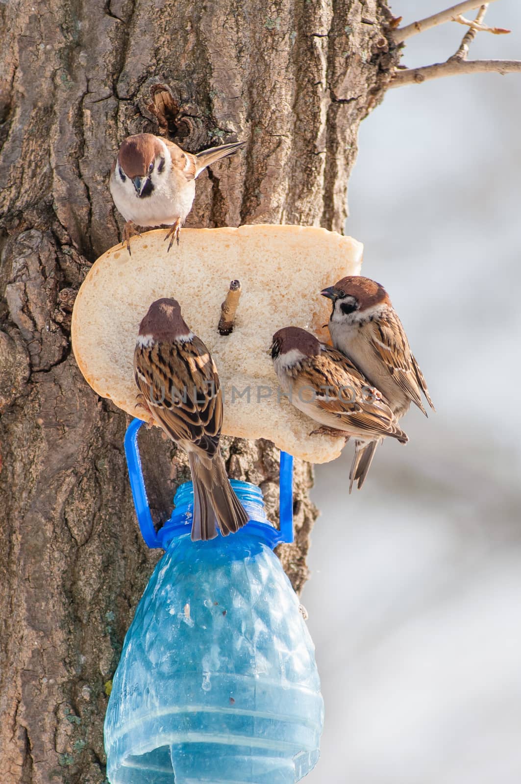 Sparrows Eating Bread by MaxalTamor