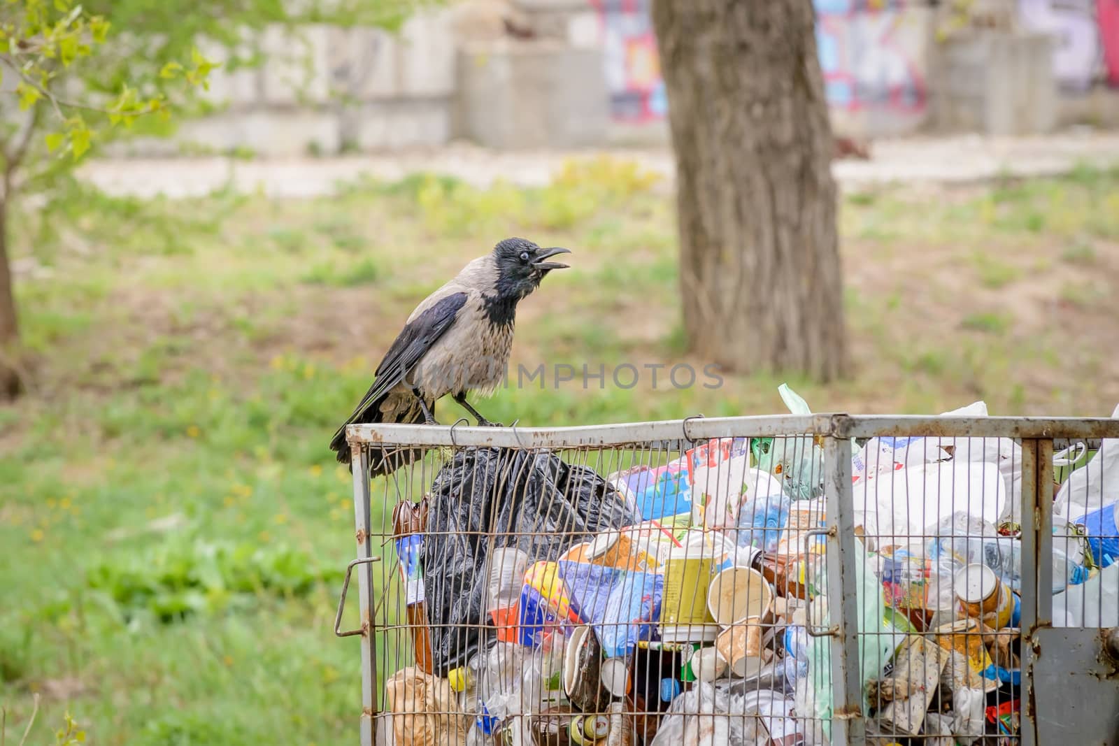 Hooded crow with Garbage by MaxalTamor