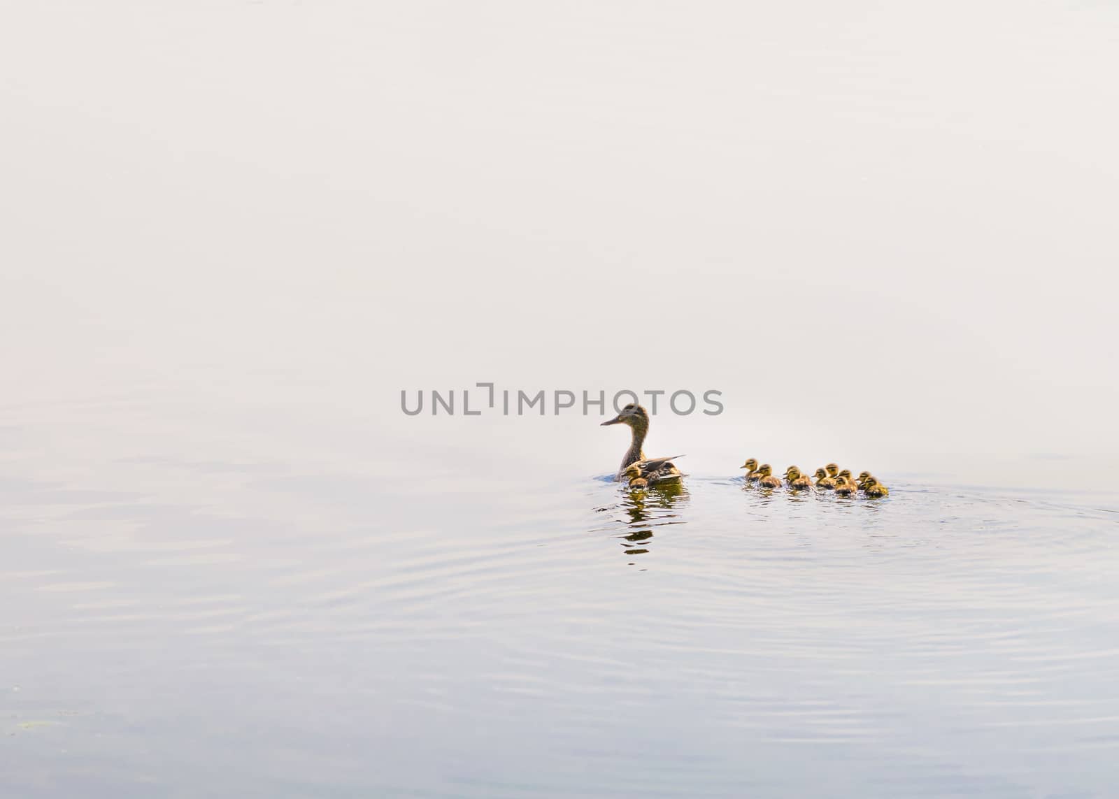 An adult female duck is swimming on the Dnieper river followed by her duckling family