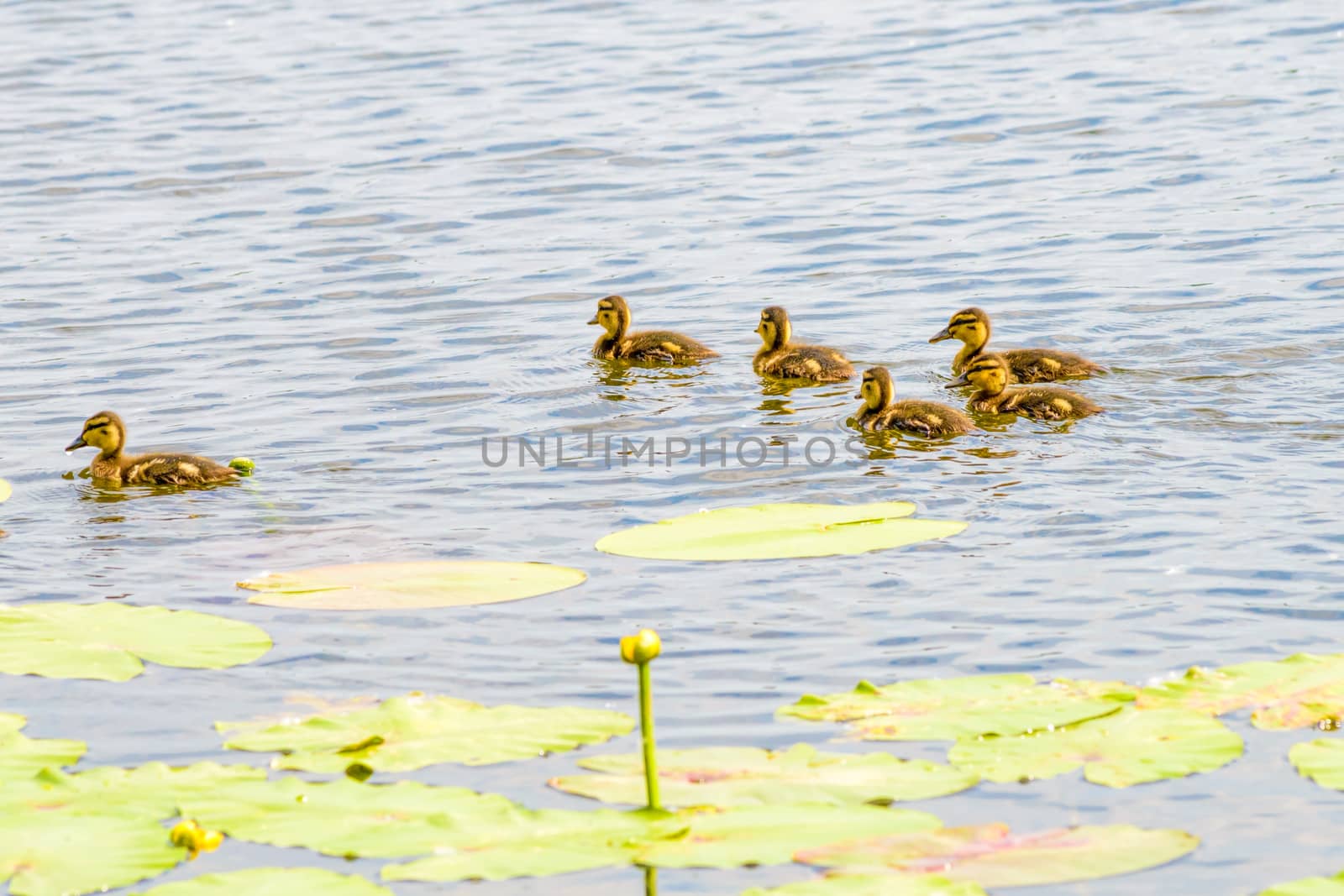 Many ducklings are swimming on the river close to the yellow waterlilies