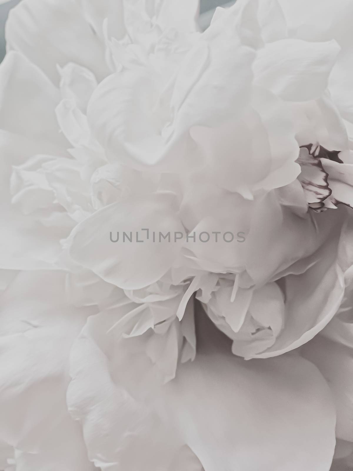 White peony flower as abstract floral background for holiday branding design