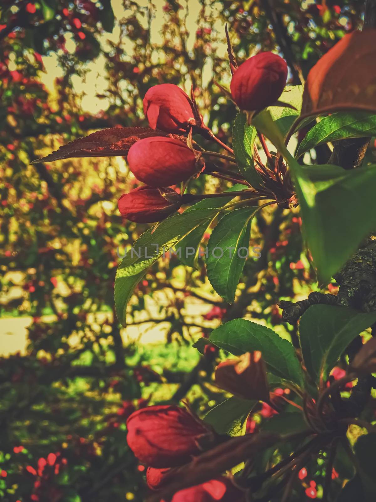 Red berries on tree at sunset in spring, nature and agriculture