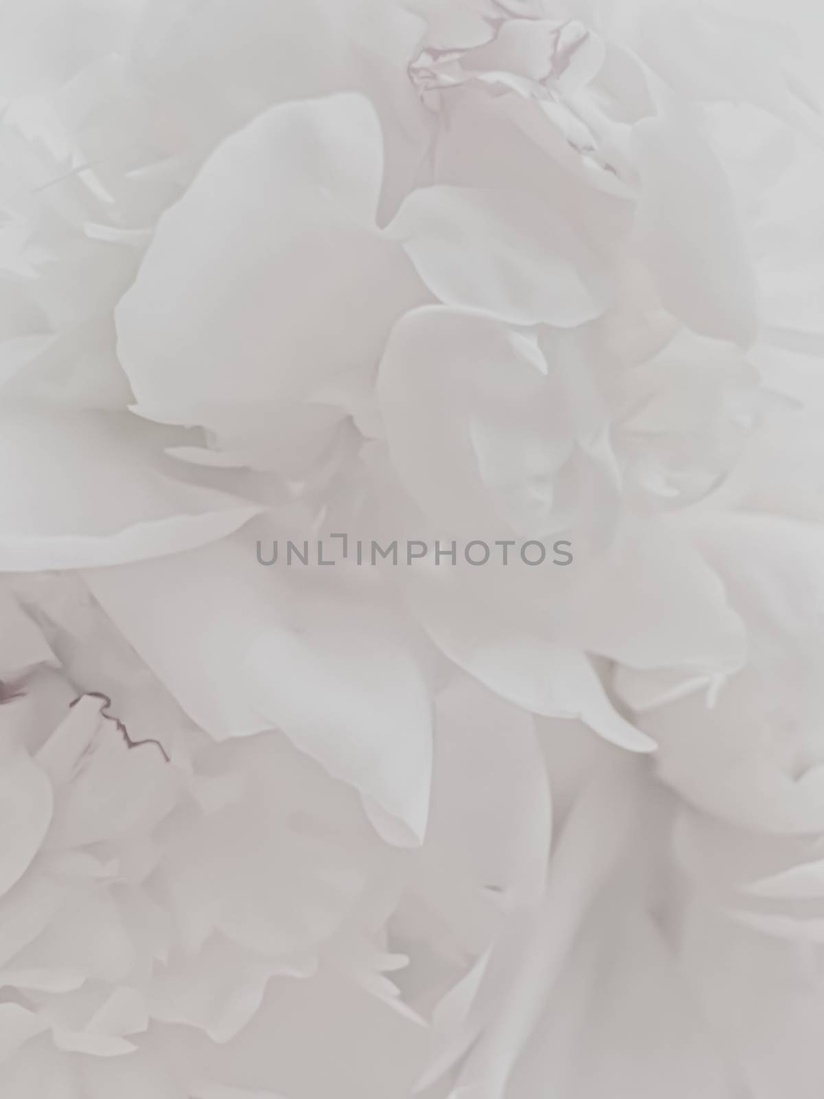 White peony flower as abstract floral background for holiday branding by Anneleven