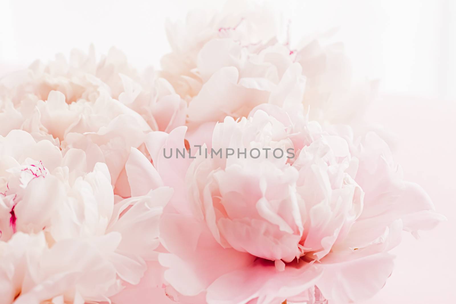 Peony flowers in bloom as floral art on pink background, wedding flatlay and luxury branding by Anneleven