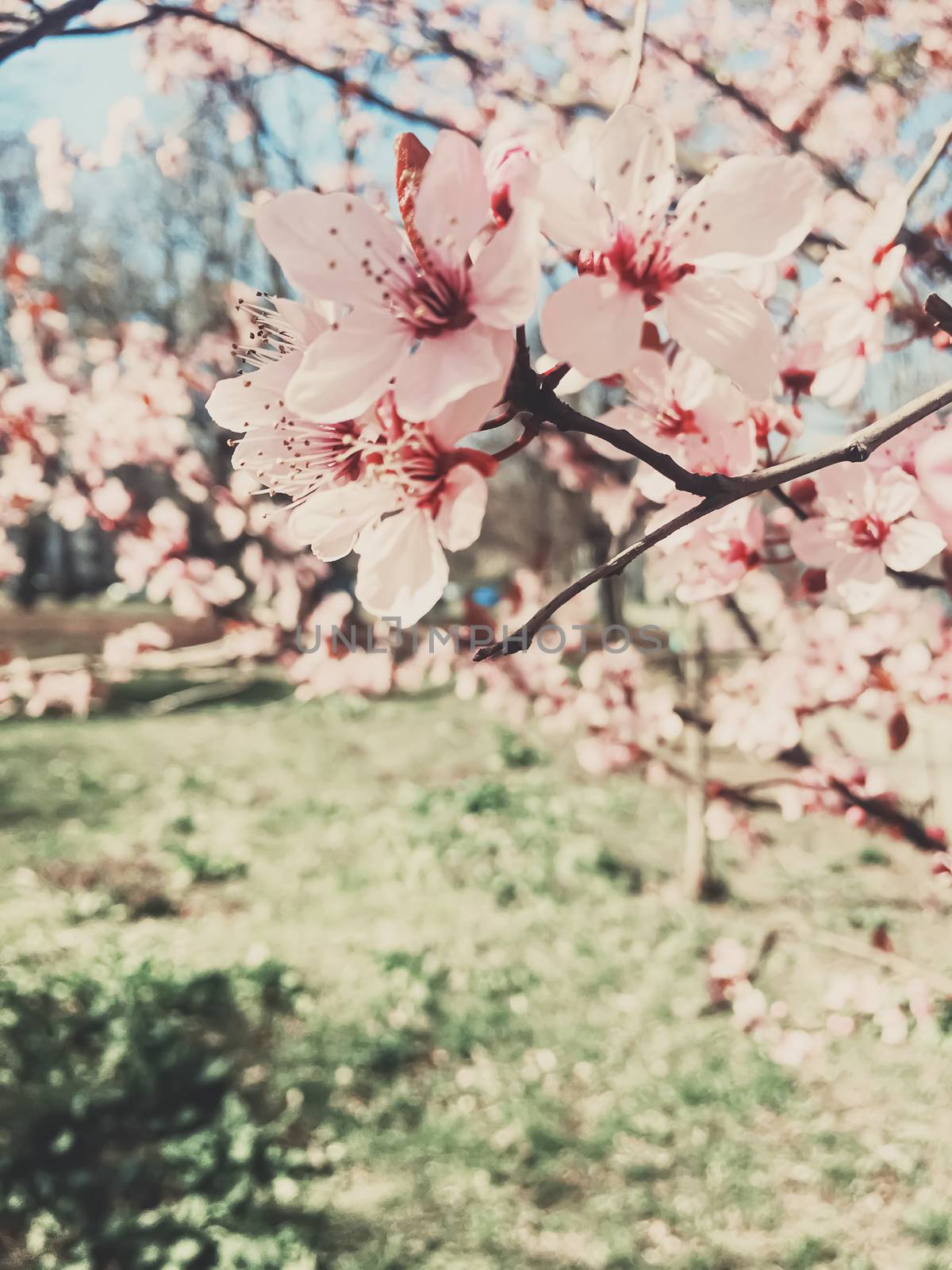 Vintage background of apple tree flowers bloom, floral blossom in sunny spring