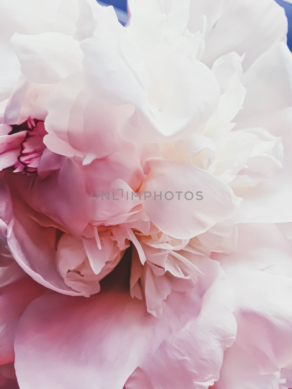 Pink peony flower as abstract floral background for holiday branding design