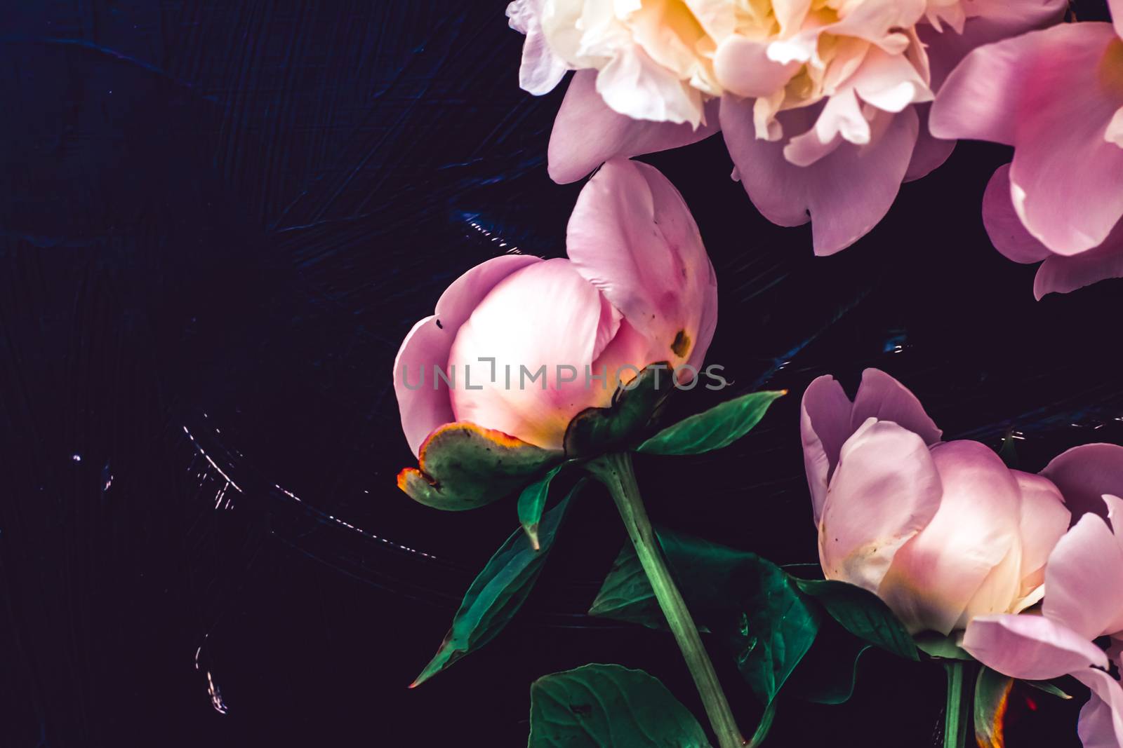Pink peony flowers as floral art background, botanical flatlay and luxury branding by Anneleven