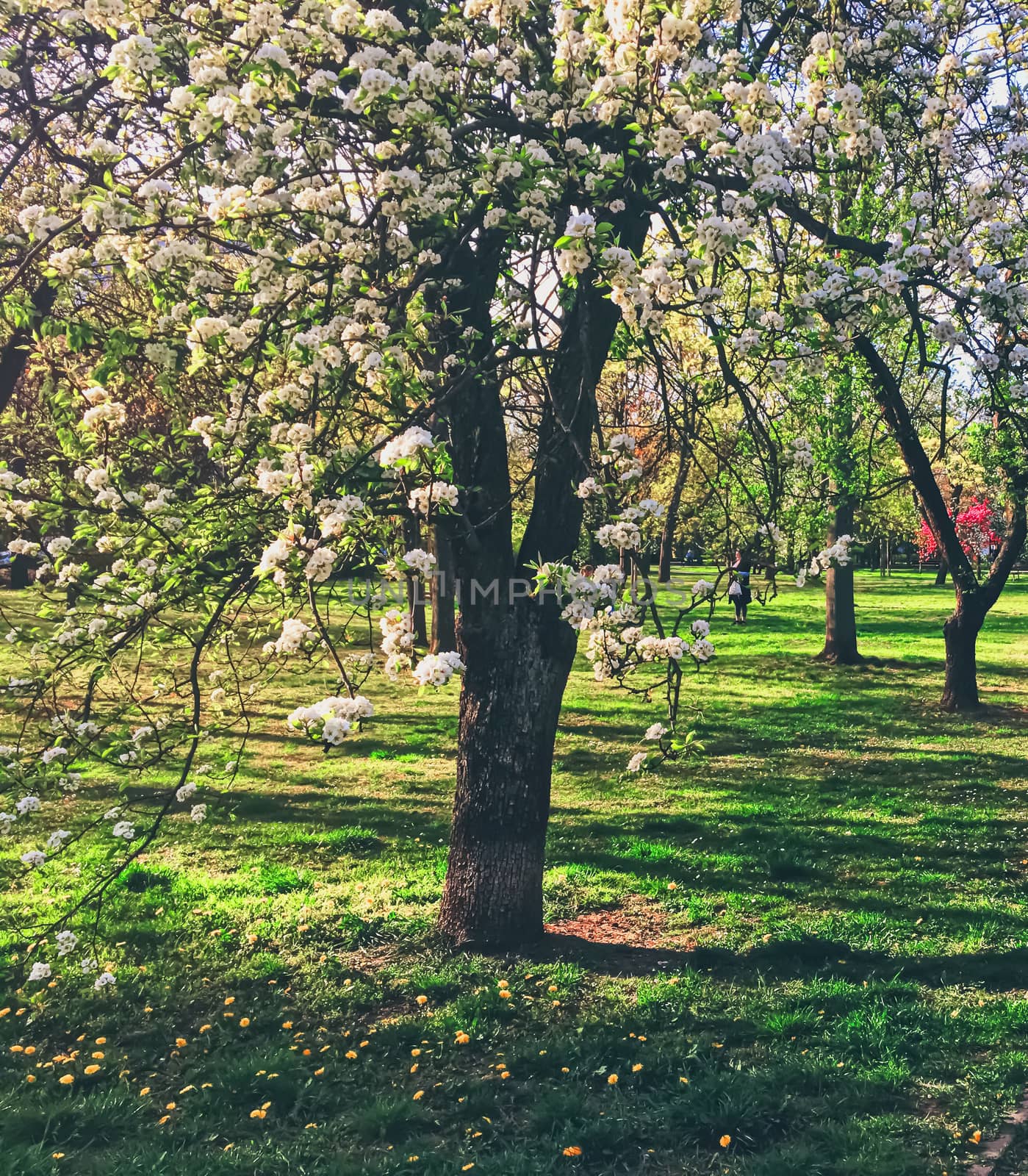 Blooming trees in spring in a city park by Anneleven