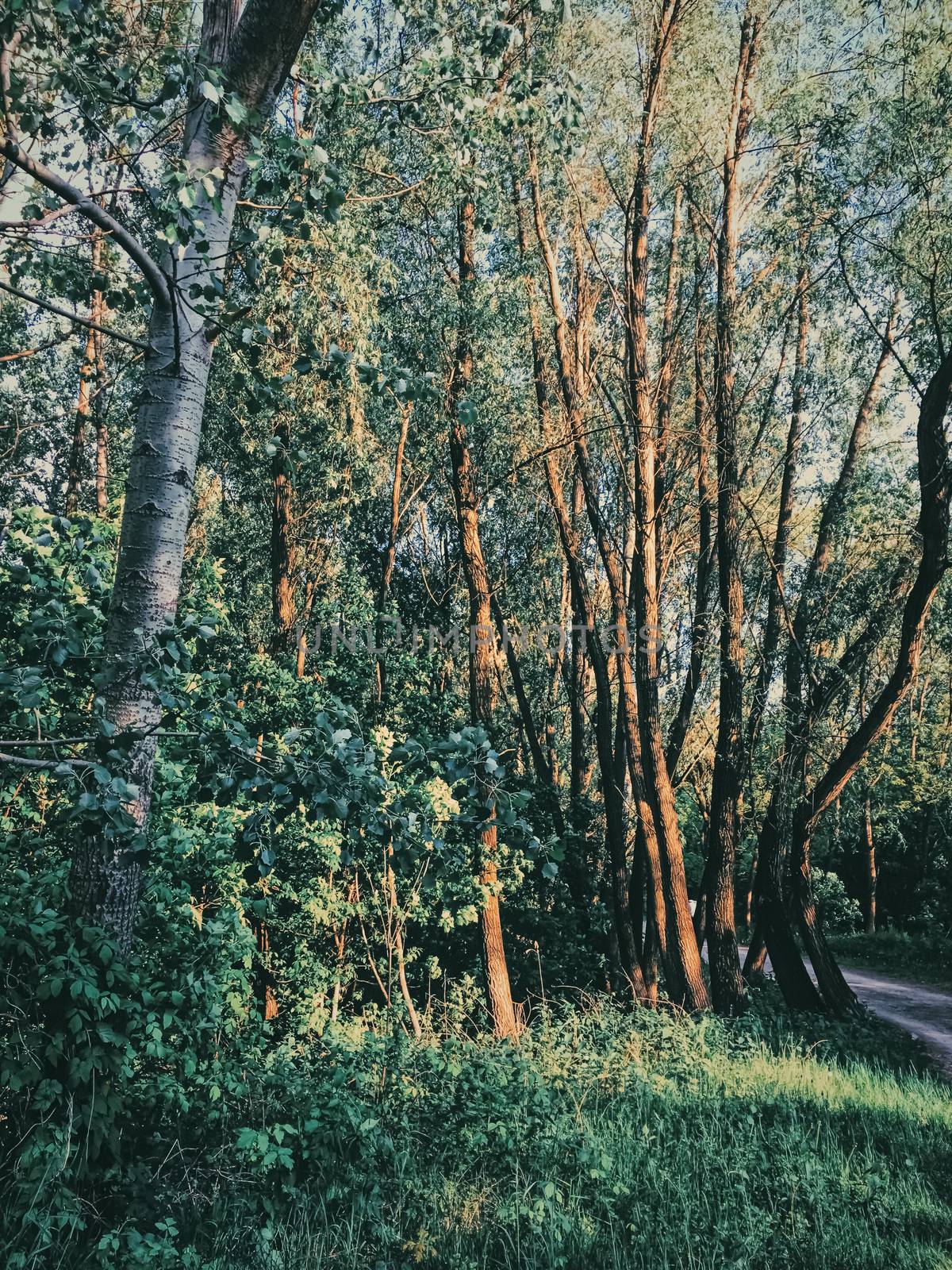 Mystery woods as wilderness landscape, amazing trees in green forest, nature and environment by Anneleven