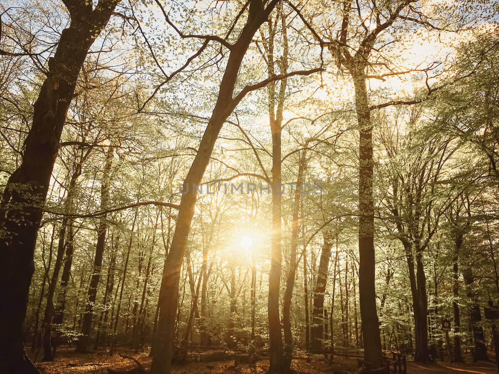 Spring forest landscape at sunset or sunrise, nature and environment