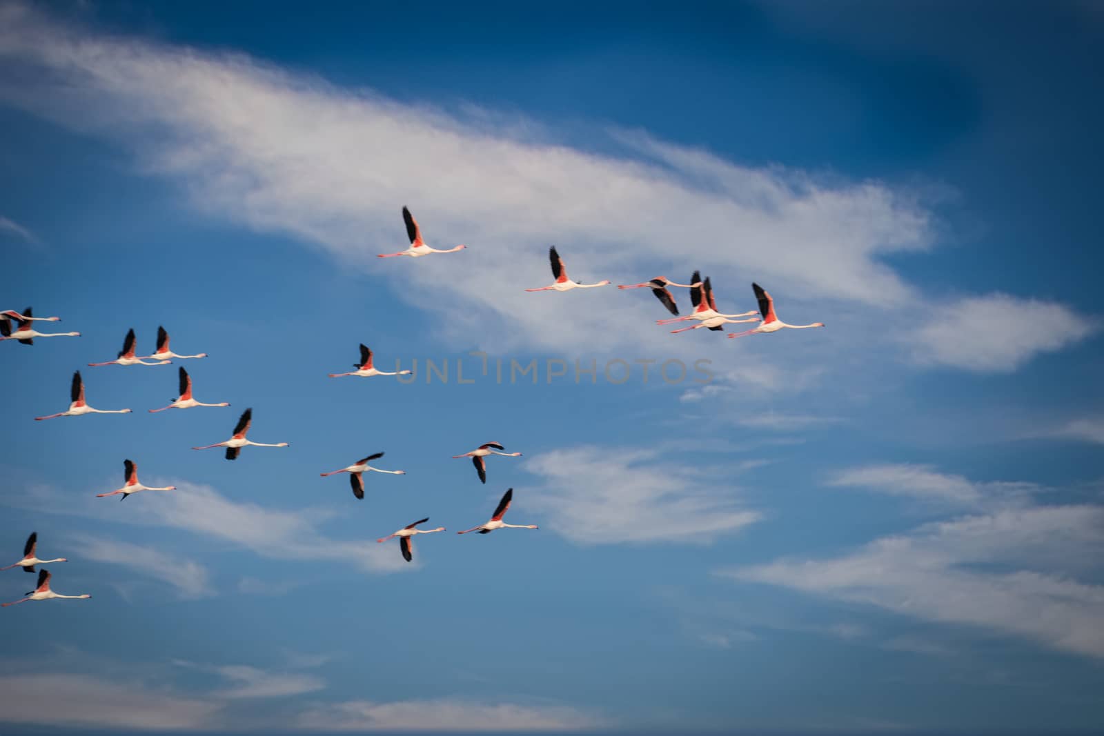 Flying flock of nice greater Flamingos with clear blue sky. Ebro River Delta Natural Park. by tanaonte