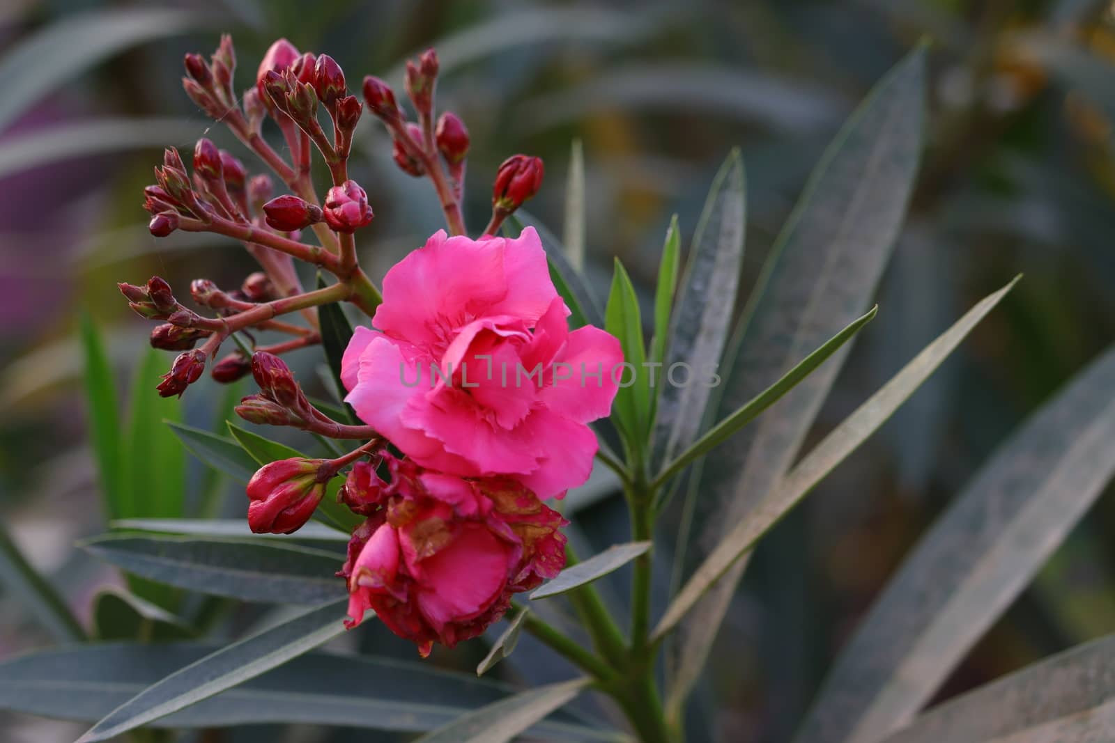 pink oleander flower hd photography, free oleander flower photo