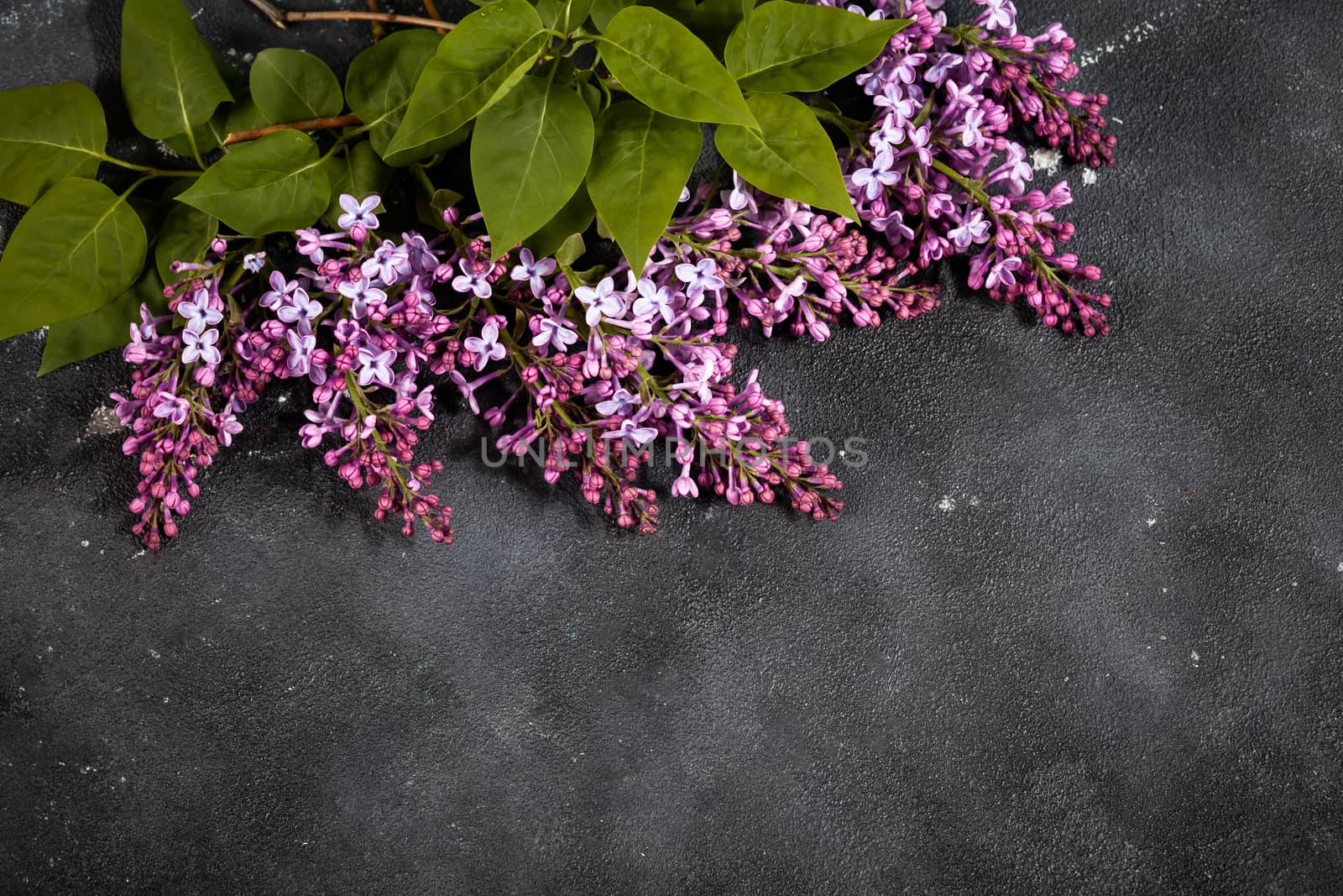 Purple lilac flowers bouquet on black concrete background. Stylish floral greeting card. Happy mothers day.