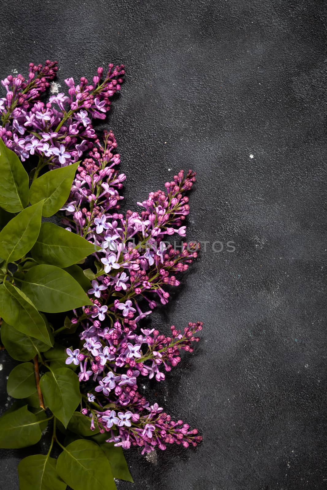 Purple lilac flowers bouquet on black concrete background. Stylish floral greeting card. Happy mothers day.