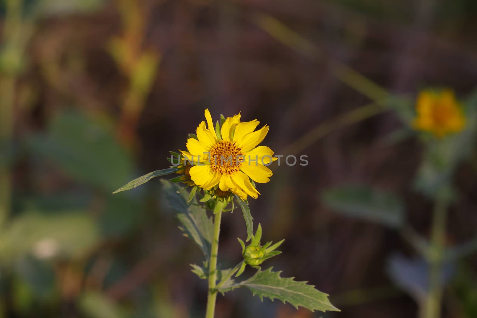 yellow flower image, HD, background, free flower background
