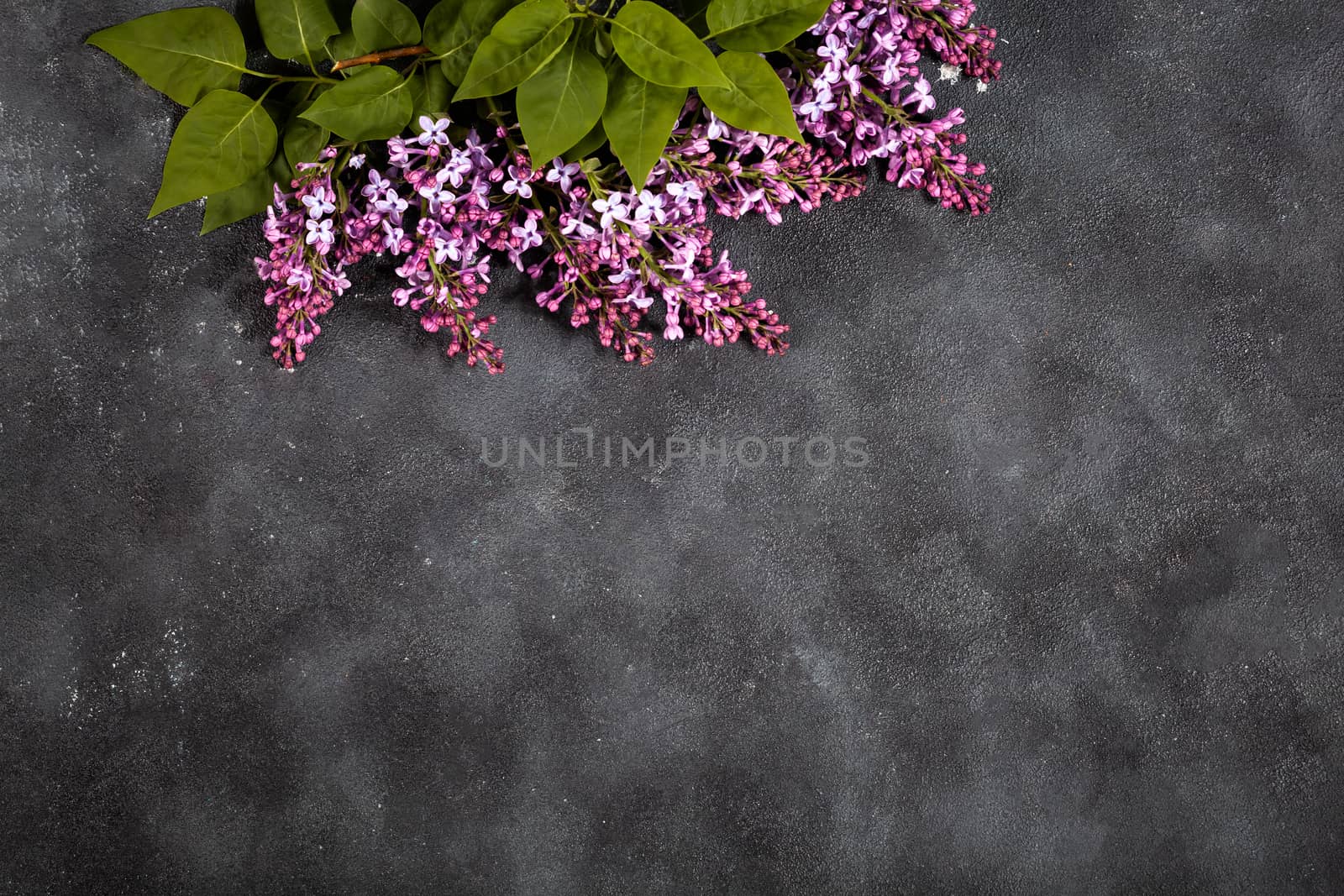 Purple lilac flowers bouquet on black concrete background. Stylish floral greeting card. Happy mothers day.