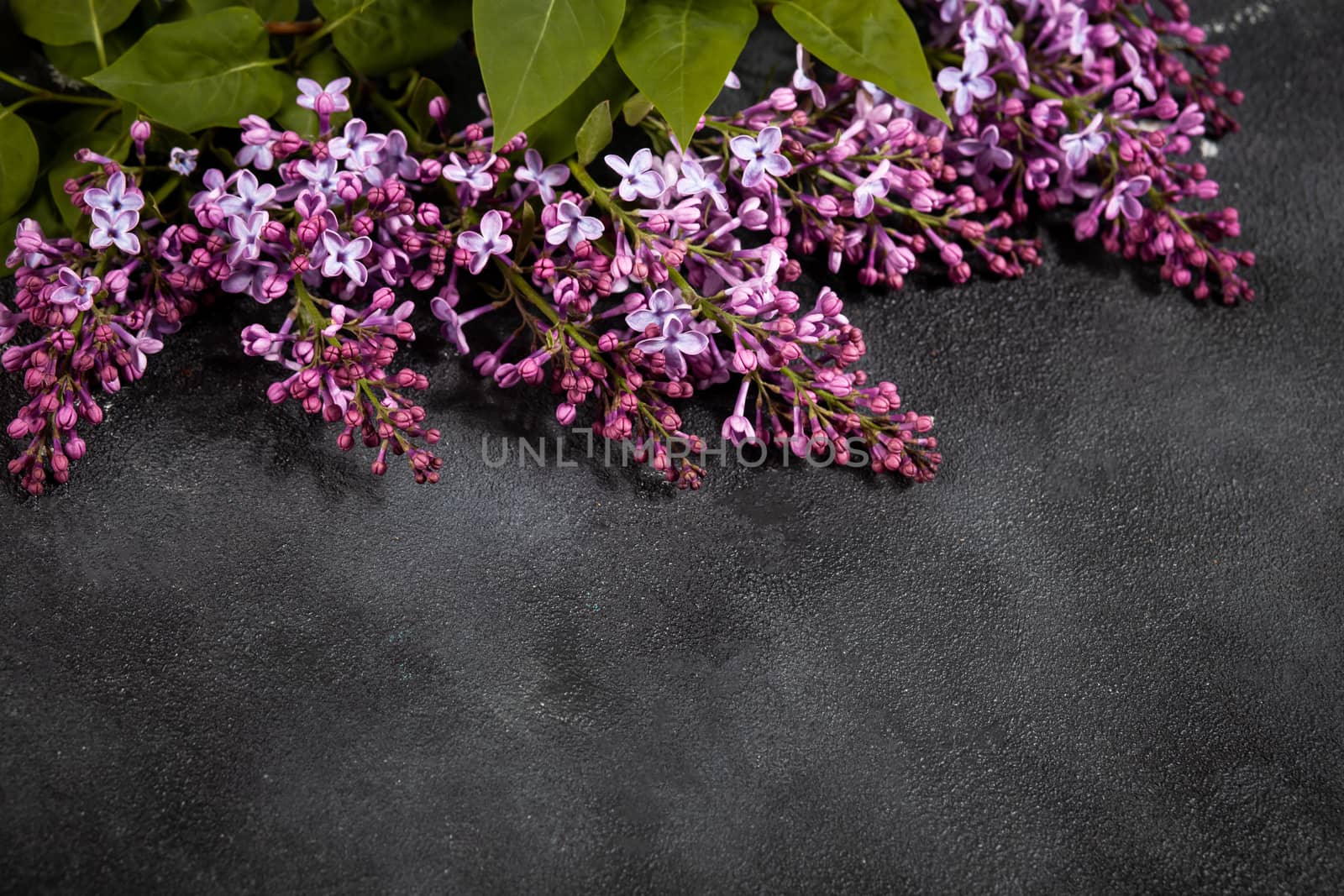 Purple lilac flowers bouquet on black concrete background. Stylish floral greeting card. Happy mothers day.