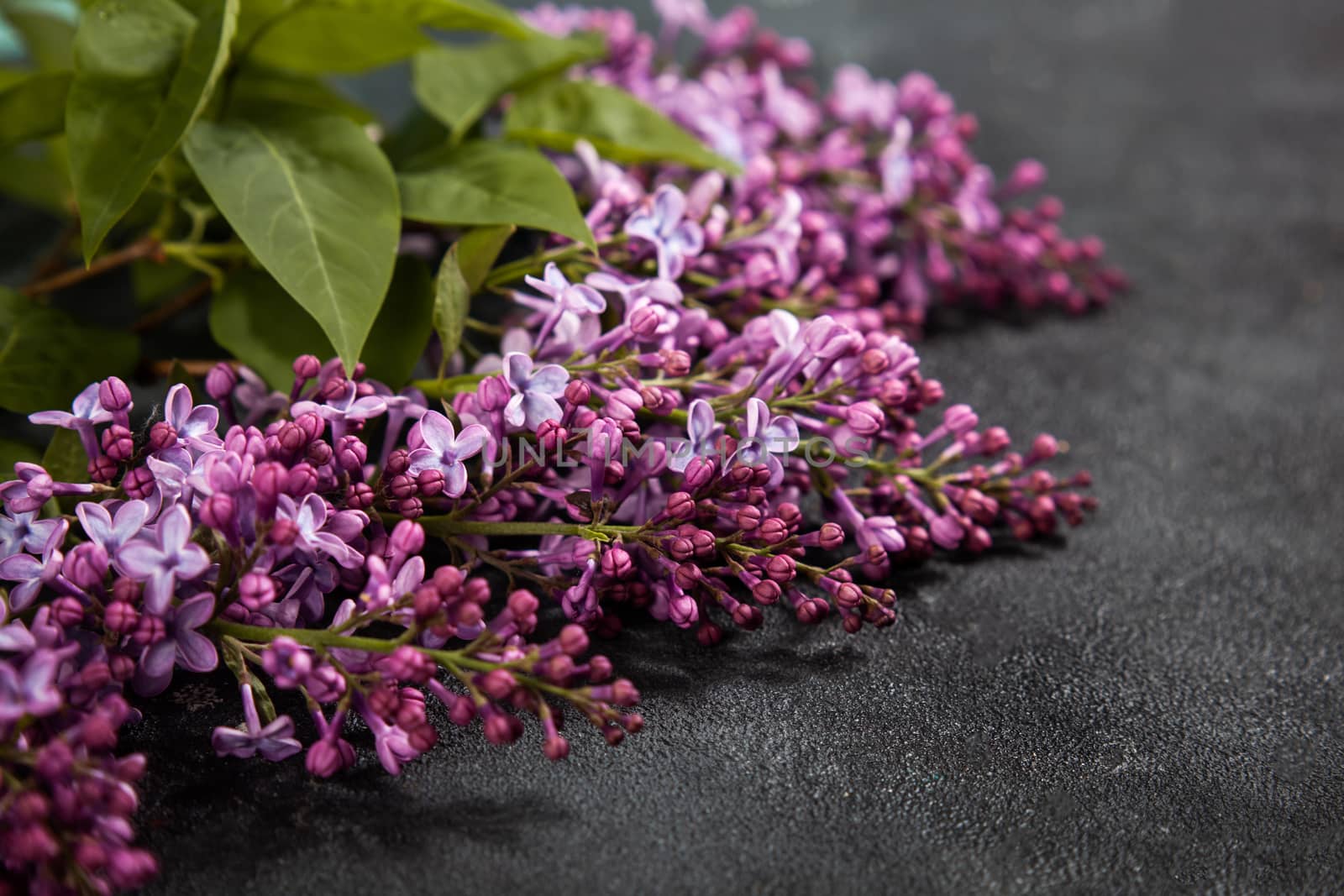 Purple lilac flowers bouquet on black concrete background. Stylish floral greeting card. Happy mothers day.