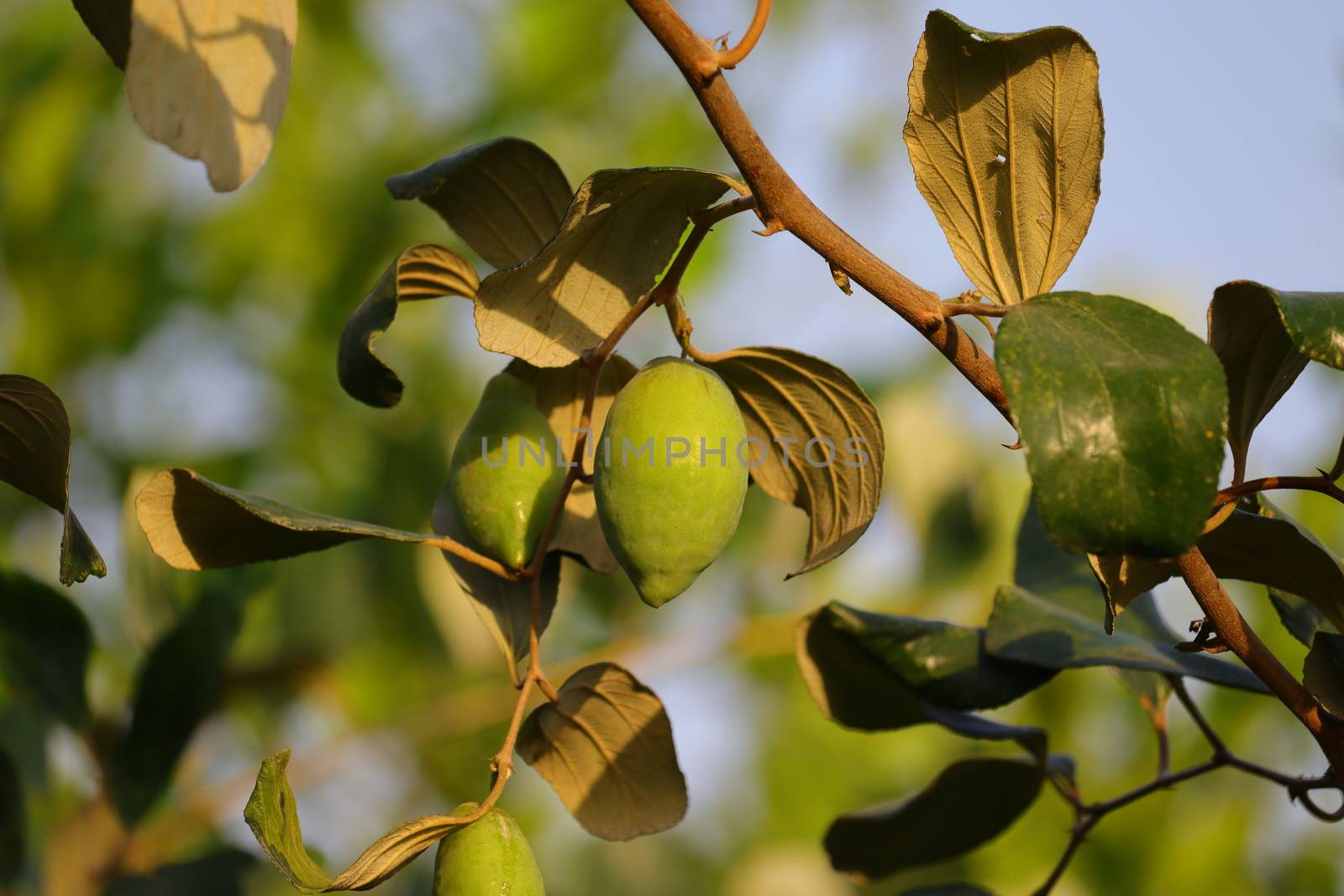 jujube fruit tree , HD image, royalty free image