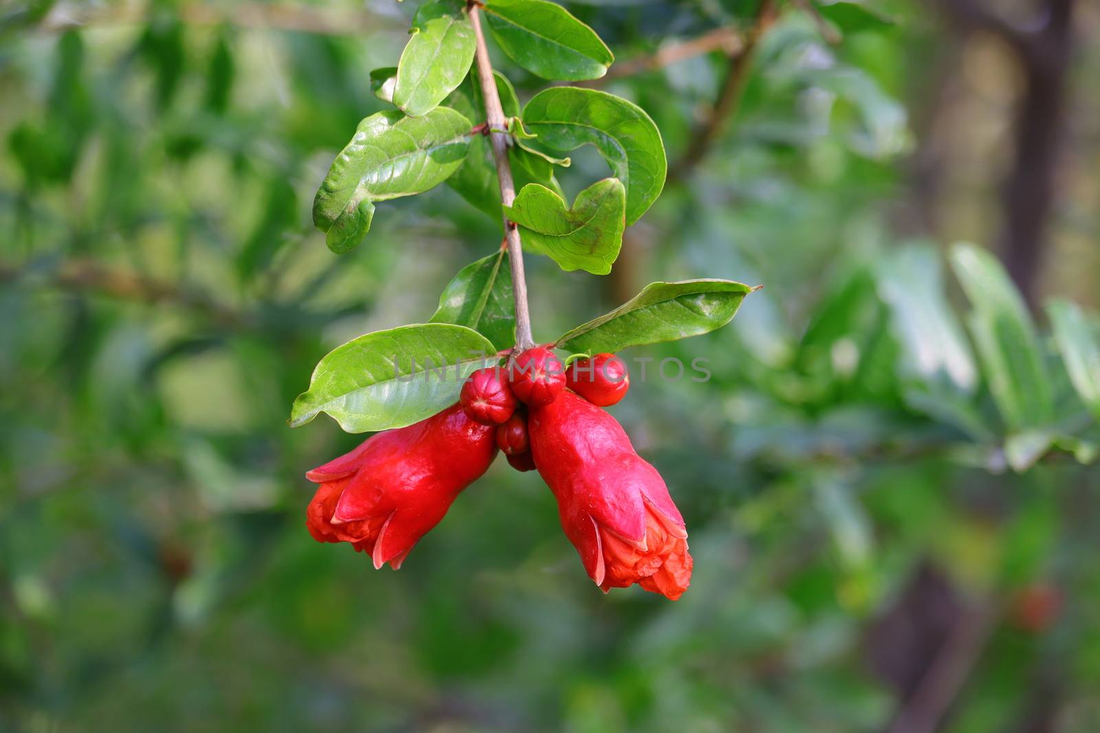 pomegranate flower photography, HD background image, pomegranate flower on tree