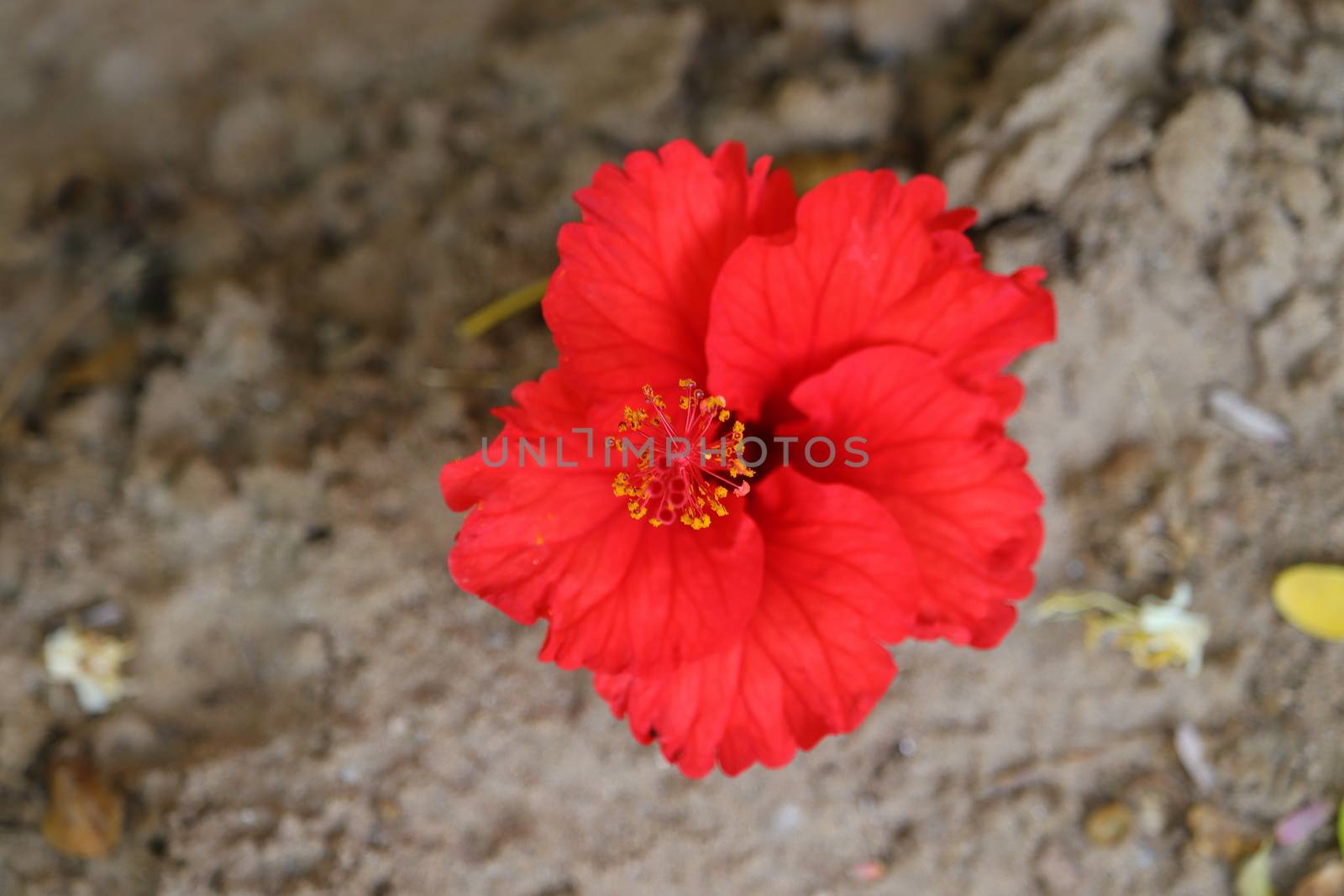 red hibiscus flower laying on ground, hd image by 9500102400