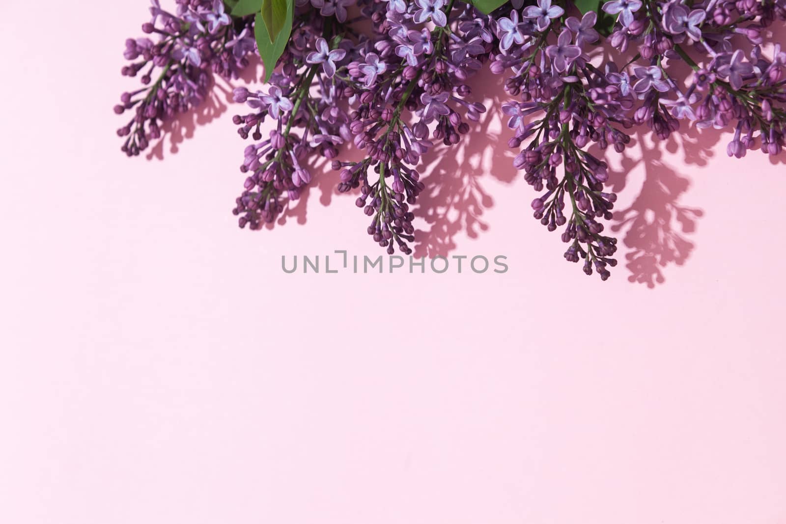 Purple lilac flowers bouquet on pink background. Stylish floral greeting card. Happy mothers day.