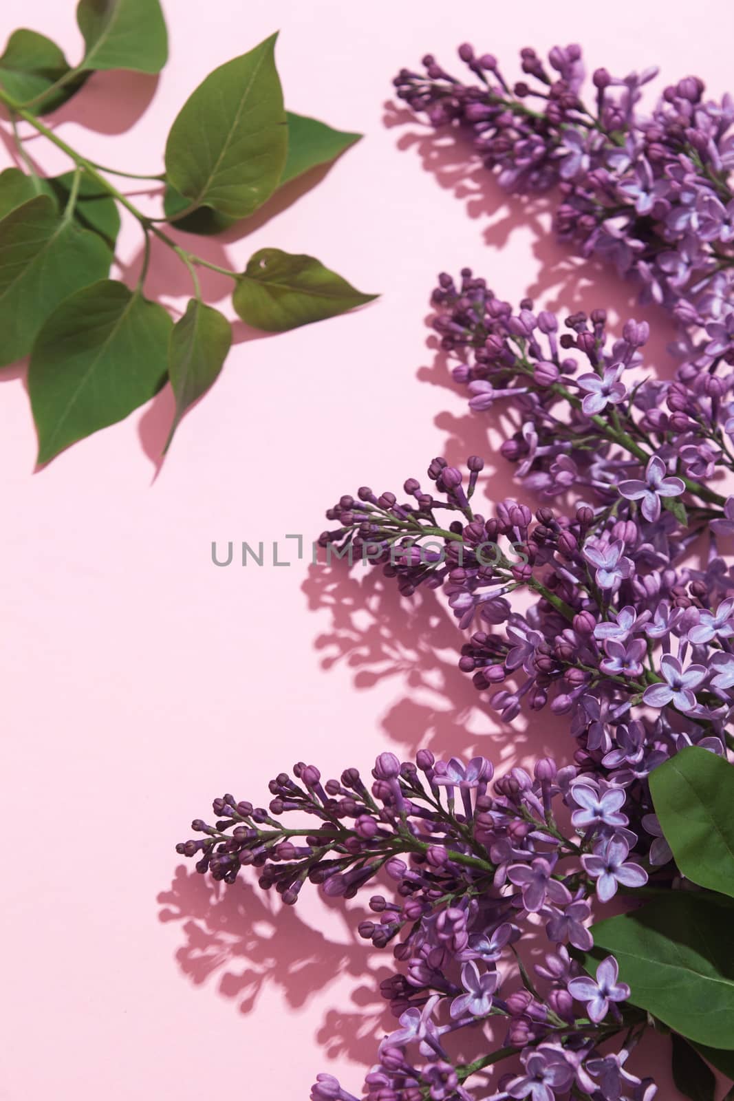 Purple lilac flowers bouquet on pink background. Stylish floral greeting card. Happy mothers day.