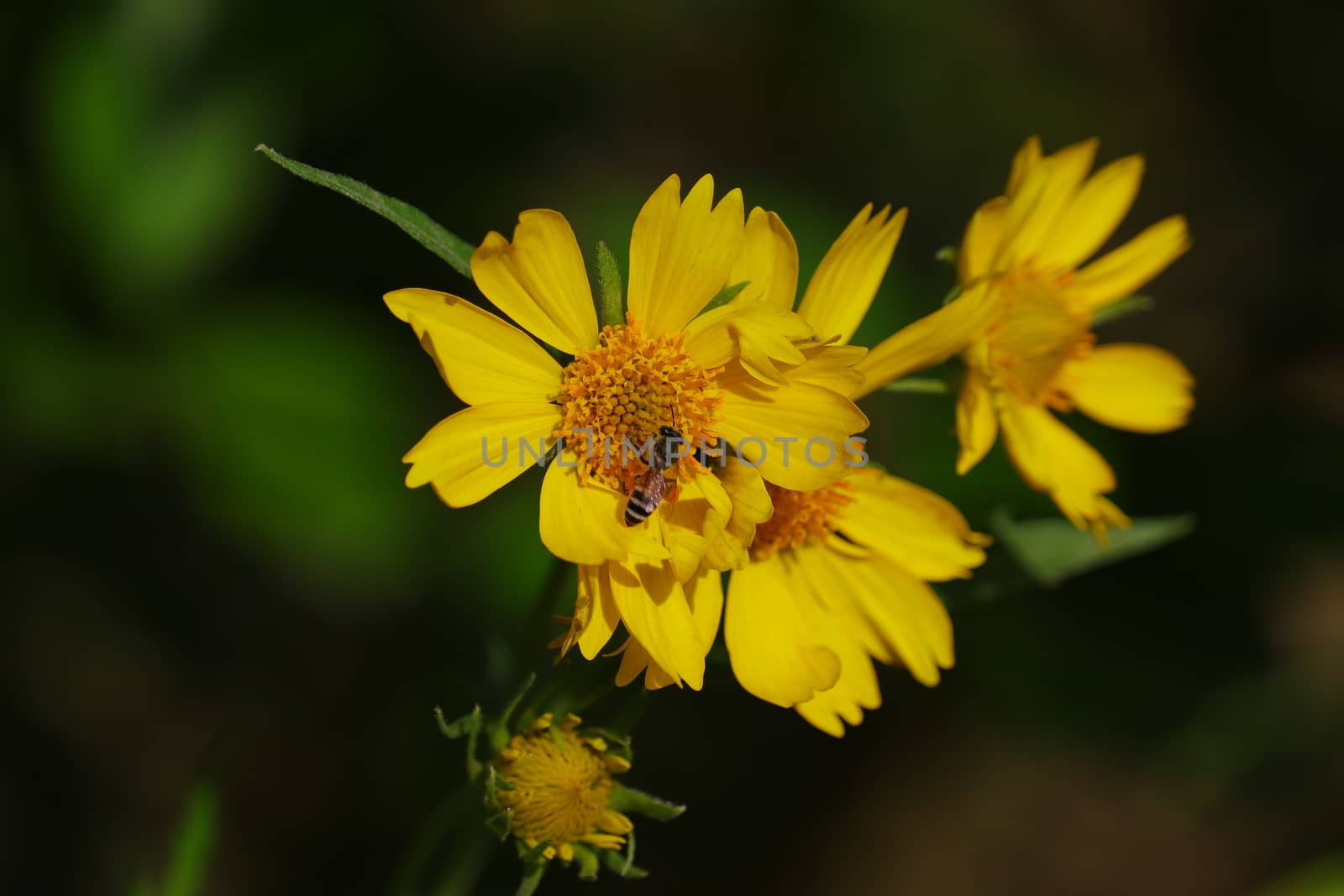 yellow flower and honey bee image , background by 9500102400