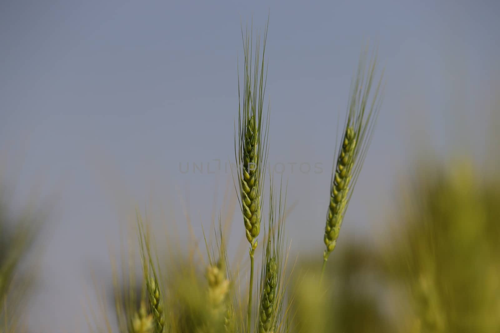 wheat plant image, grass ears background by 9500102400