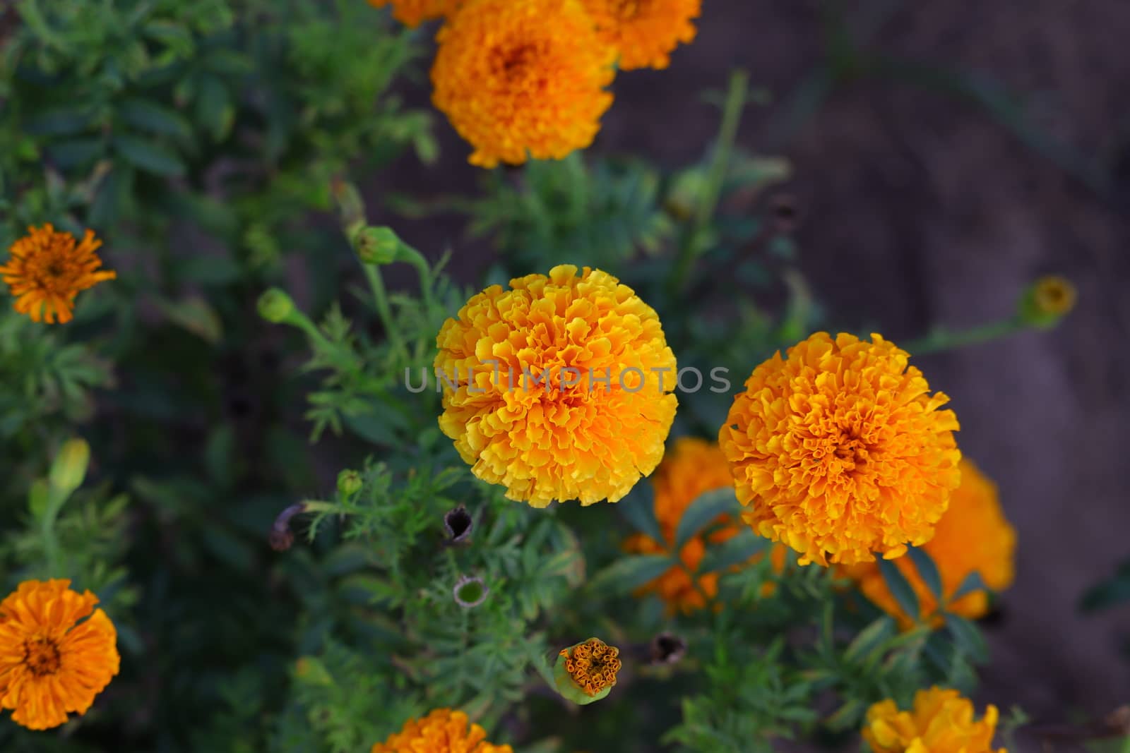 marigold flower photo, hd by 9500102400