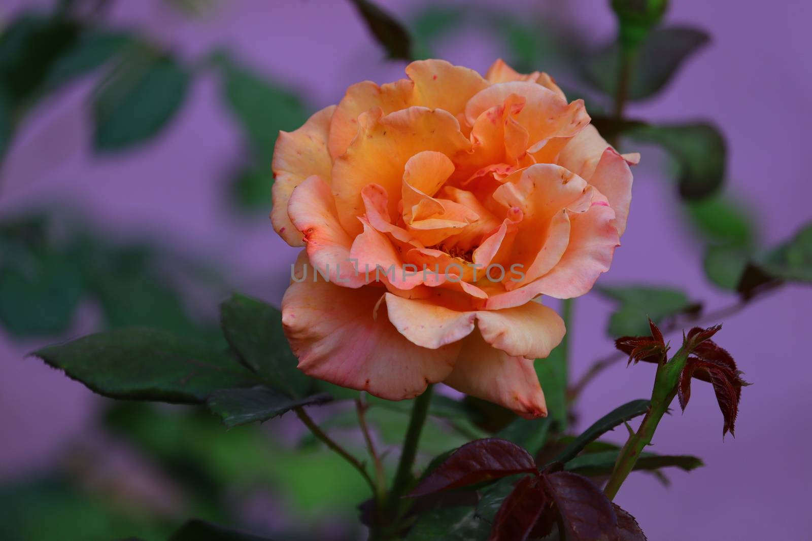 dark yellow rose flower image, hd by 9500102400