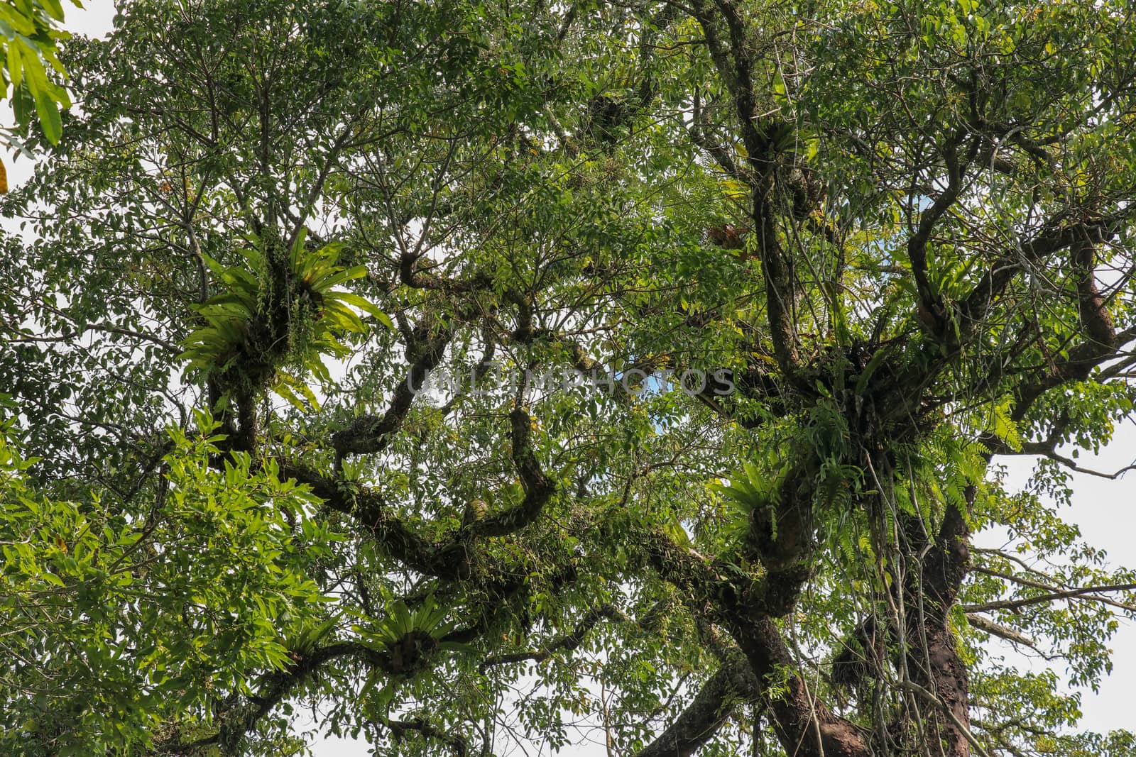 Asplenium Nidus parasites on branches in the crown of a huge tropical tree. Green leaves of Asplenium nidus. Bird's Nest Fern is an epiphytic species of fern in the family Aspleniaceae.