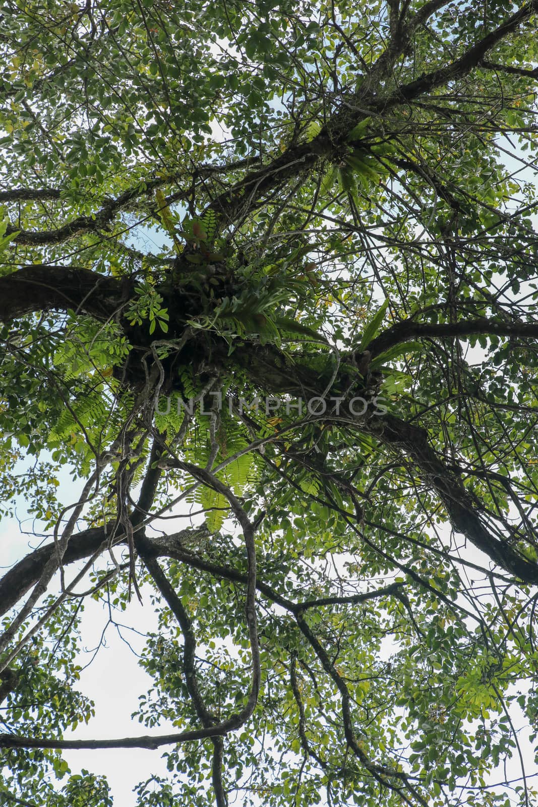 Asplenium Nidus parasites on branches in the crown of a huge tropical tree. Green leaves of Asplenium nidus. Bird's Nest Fern is an epiphytic species of fern in the family Aspleniaceae.