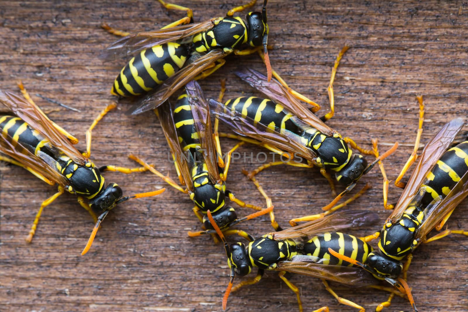 Several wasps gathering near their nest.