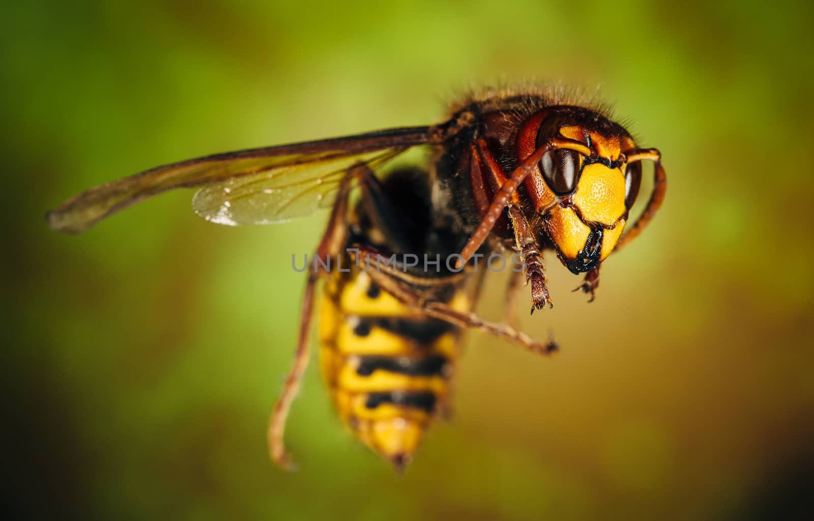 Close up of a hornet.