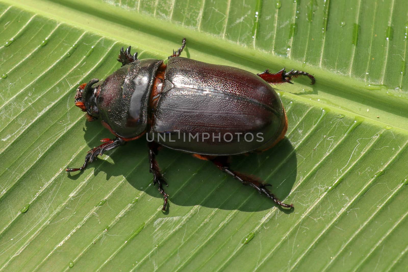 Top view of European Rhinoceros Beetle. Oryctes Nasicornis on a green leaf and flower. Macro shot of beautiful beetle in nature. Closeup shot of male Rhinoceros beetle. Amazing natural background.