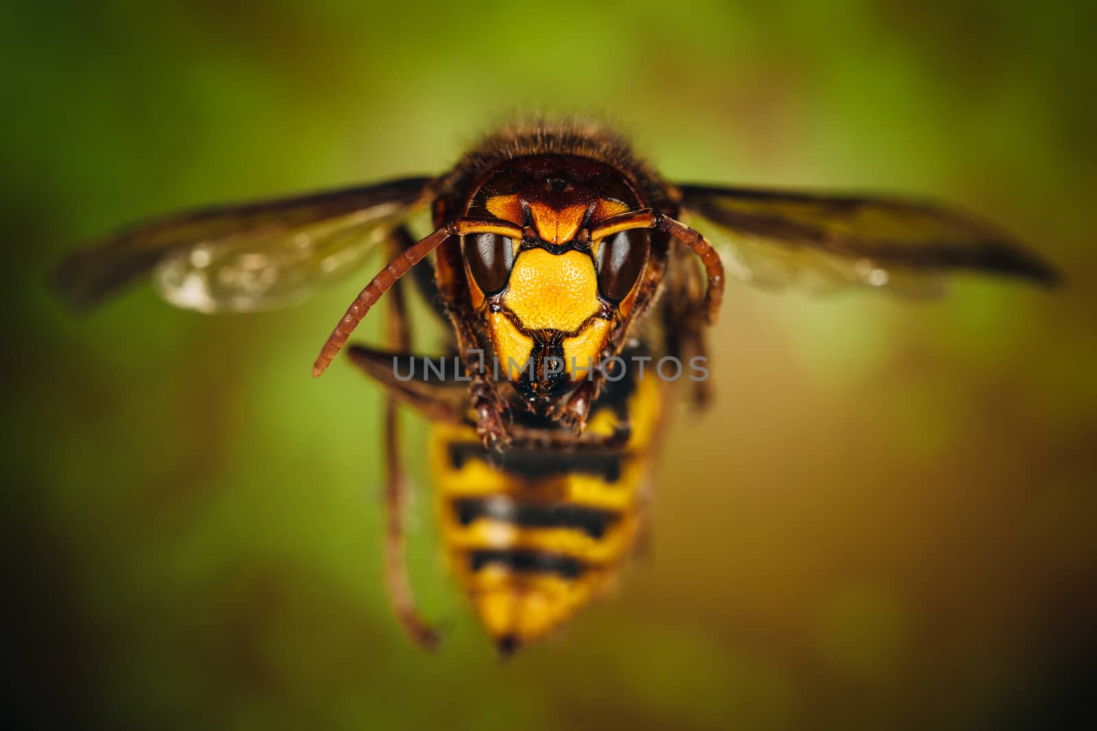 Close up of a hornet's head.