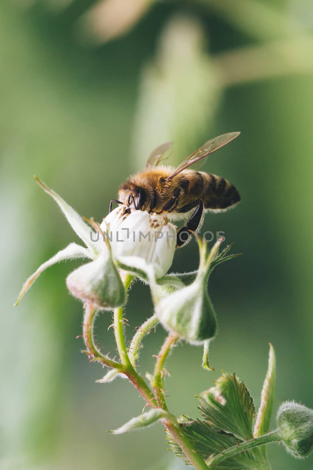 Close up of a bee pollinating raspberry flowers.