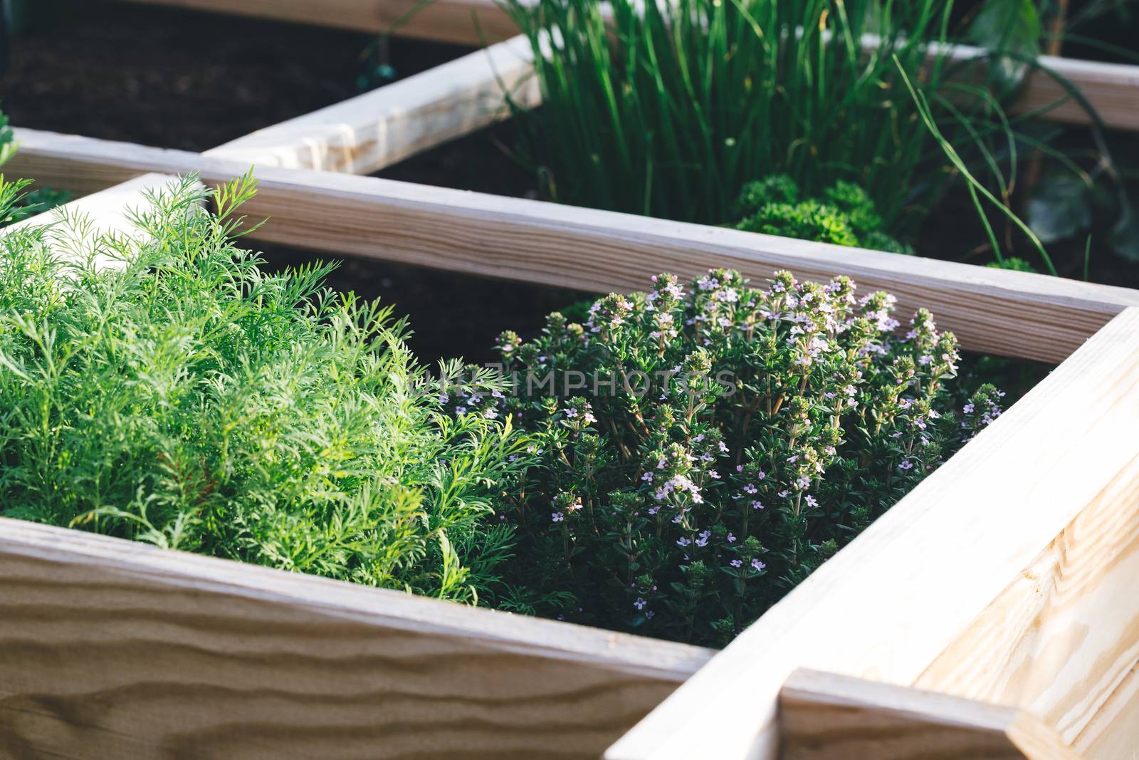 Aromatic herbs in a raised bed garden by FCerez